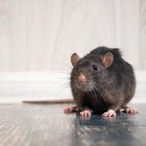 iStock-936761130.jpg